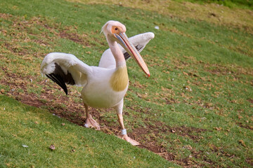 The white pelican (Pelecanus onocrotalus) is a large water bird known for its striking white plumage, long beak, and expansive wingspan. They are often found in lakes, rivers, and coastal waters.