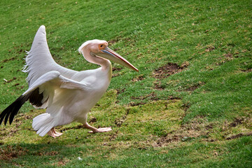 The white pelican (Pelecanus onocrotalus) is a large water bird known for its striking white plumage, long beak, and expansive wingspan. They are often found in lakes, rivers, and coastal waters.