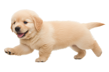A playful golden retriever puppy running joyfully, showcasing its fluffy coat and cheerful demeanor. isolated on transparent background.