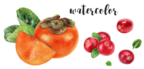 Hand-Painted Watercolor Cranberries and Persimmons Botanical Illustration
