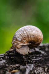 snail on a tree