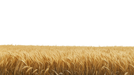 Golden wheat field ready for harvest under a bright sky during late summer afternoon