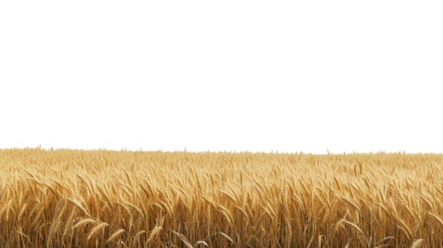 Golden wheat field ready for harvest under a bright sky during late summer afternoon