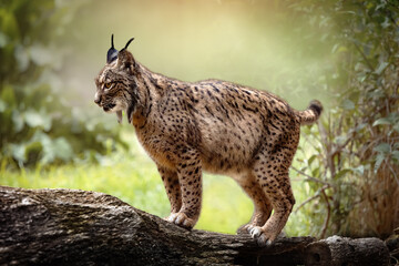 Iberian lynx standing on a log in its natural habitat