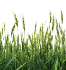 Fototapeta premium Wheat stalks swaying gently in a sprawling field during a calm overcast day