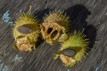 Dry echinocystis fruits with open shells and seeds on a wooden surface. Echinocystis (Latin...