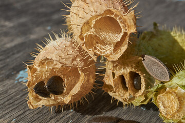 Dry echinocystis fruits with open shells and seeds on a wooden surface. Echinocystis (Latin Echinocystis) is a monotypic genus of annual herbaceous plants of the Pumpkin family.