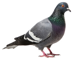 PNG Pigeon animal bird white background.