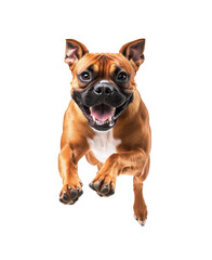 Obraz premium Happy dog playing joyfully while jumping against a white background in an indoor setting