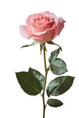 Delicate pink rose with lush green leaves on a long stem against a white background