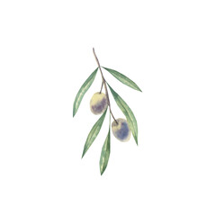 Obraz premium Watercolor hand drawn olive green branch illustration.