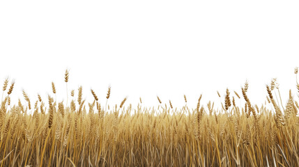 Golden wheat field ready for harvest under a bright sky during late summer afternoon © olegganko