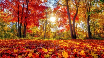 Autumnal Forest with Sun Rays