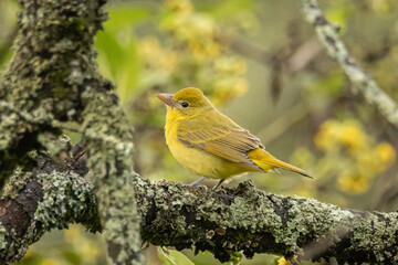 Piranga abejera perchada
