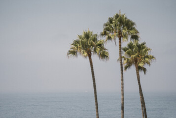 palm tree in the sea