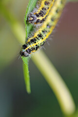 caterpillar eating on a leaf