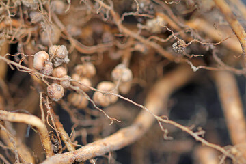 Nodule bacteria and legume roots