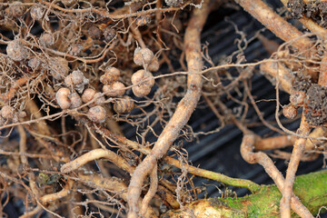 Nodule bacteria and legume roots