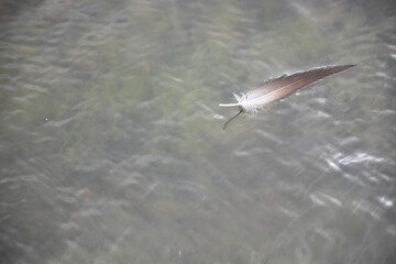 A feather floats on the sea surface.