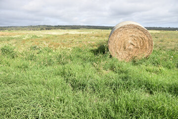 Forage grass on the grass