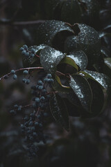 Blue Berries Dusted With Snow