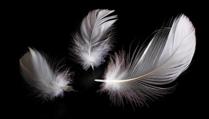 Three delicate white feathers floating gracefully against a black background, creating a striking contrast that highlights their lightness and elegance.