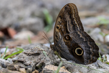 Mariposa buho