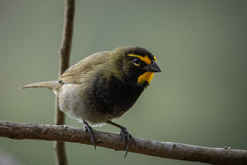 Ave granivora perchada