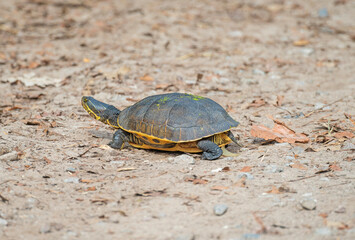 Fototapeta premium Eastern Chicken Turtle on a Coastal Trail
