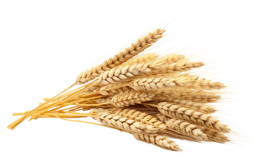 PNG  Sheaf of Wheat ears wheat food white background.