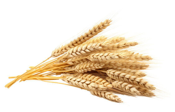 PNG Sheaf of Wheat ears wheat food white background. - Powered by Adobe