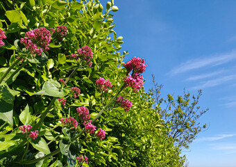 red valerian flower surrounded by green bushes and a beautiful clear blue sky