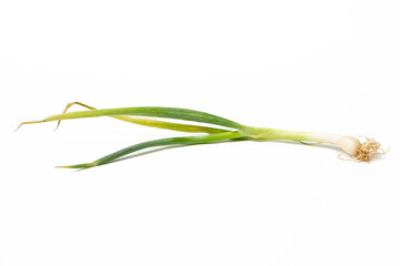 spring onion, Welsh onion, or Japanese bunching onion (Allium fistulosum) on isolated white background, closeup (Daun bawang segar di latar belakang warna putih)