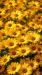 Fototapeta premium Daisies background. Yellow chamomiles. Screensaver for smartphone
