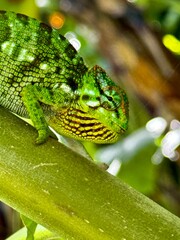 Caméléon, Tanzanie, Afrique