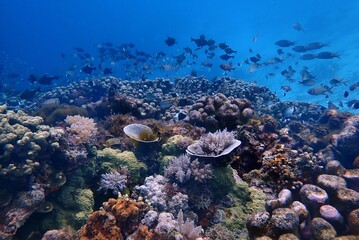 Plongée dans un aquarium