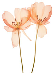 PNG Real Pressed tulip flowers blossom petal plant.
