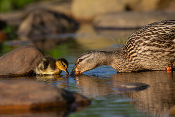 Mallard with chick