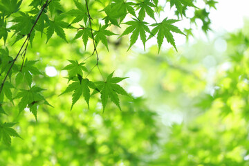 楓　葉　緑