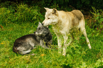 Two wolves together in the grass, one standing, one laying down.