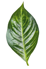 Obraz premium A tropical exotic plant leaf isolated over transparent background, PNG, cutout