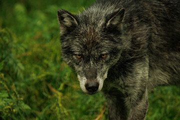 Black wolf staring you down