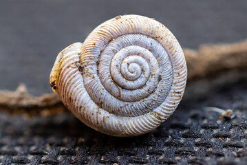 Snail Shell