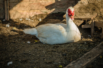 The duck bird, the animal with an imposing beak, is an aquatic species and is herbivorous.