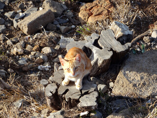 A curious orange kitten exploring a rocky outdoor landscape during daylight