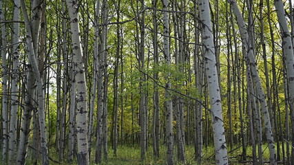 forest, nature, autumn