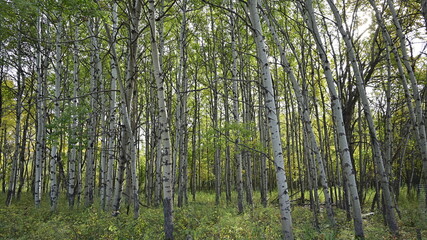 forest, nature, autumn,