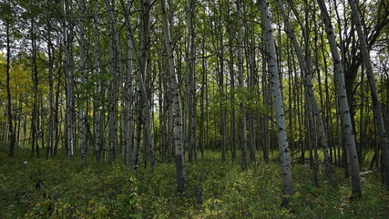 trees in the forest, forest, nature, autumn