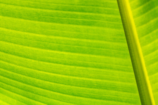 Close-up de folha verde de palmeira com textura detalhada e linhas paralelas