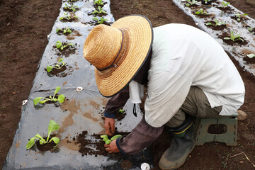 野菜苗を植えるシニア